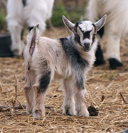 Nigerian goat